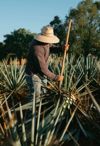 El rey de matatlán tradición de producir mezcales artesanales